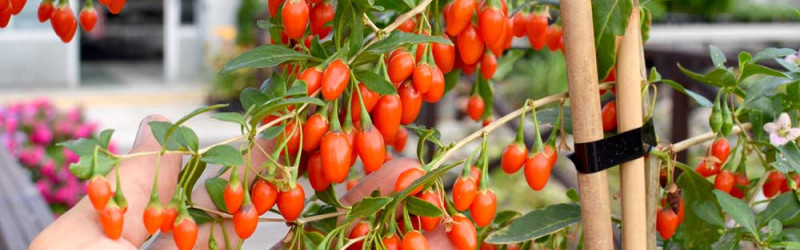 What are the goji berries about