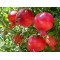Granatapfel (Punica granatum) PARFIANKA