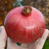 Granátové jablko (Punica granatum) PROVENCE