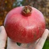 Granatapfel (Punica granatum) PROVENCE