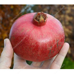 Pomegranate (Punica granatum) Provence