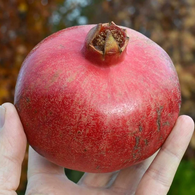 Granatapfel (Punica granatum) PROVENCE