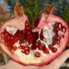 Granatapfel (Punica granatum) PROVENCE