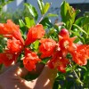 Granátové jablko (Punica granatum) PROVENCE