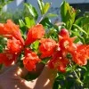 Granatapfel (Punica granatum) PROVENCE