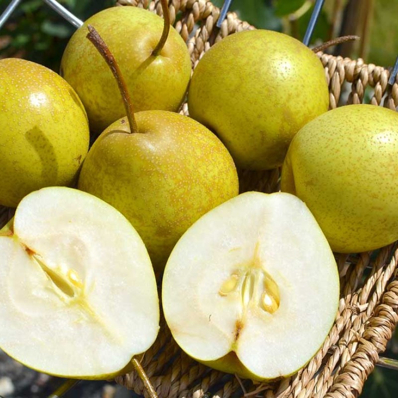 Hruška (P.communis x P. pyrifolia) BENITA®