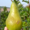 Pear Columnar (Pyrus communis) CONCORDE