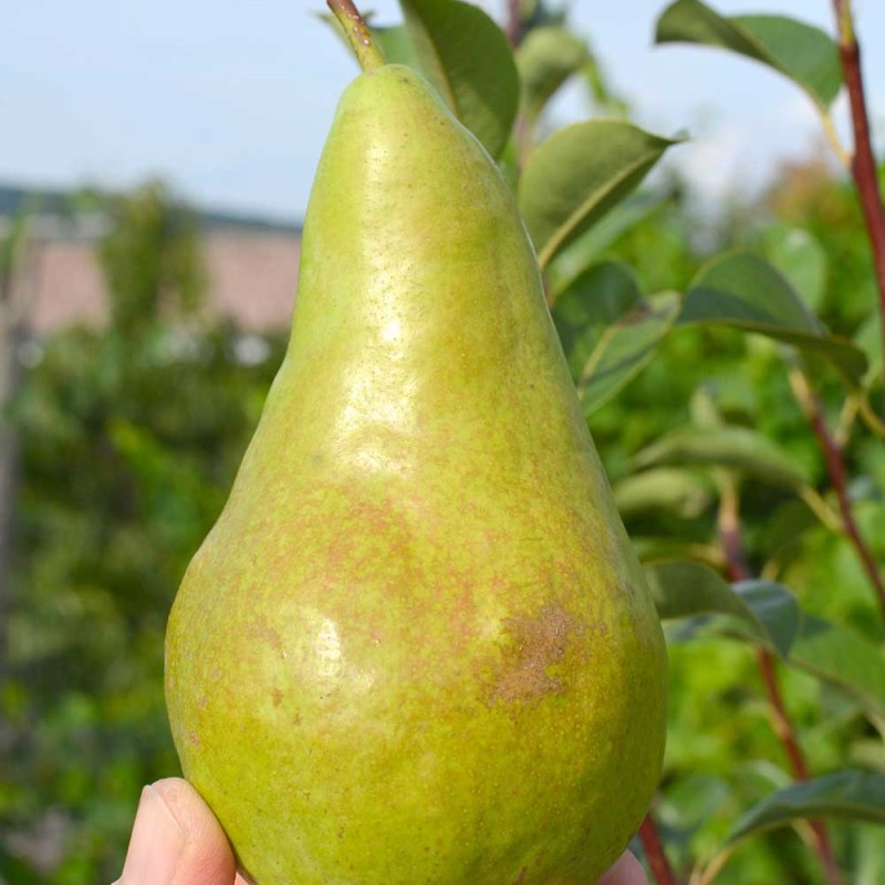 Pear Columnar (Pyrus communis) CONCORDE
