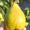 Hruška stĺpová (Pyrus communis) CONDORA