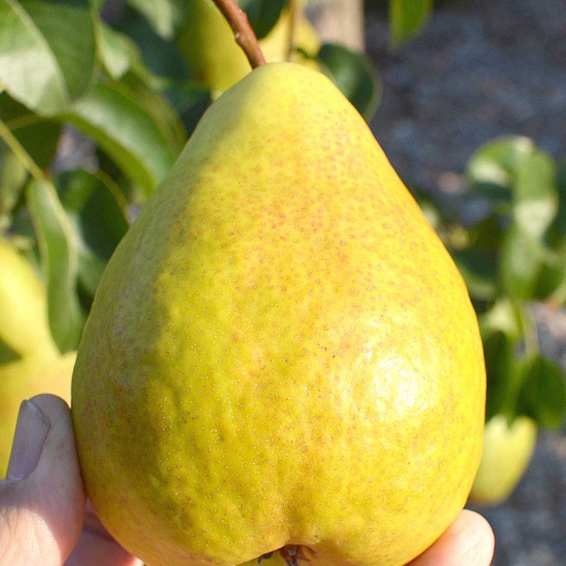 Hruška stĺpová (Pyrus communis) CONDORA