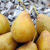 Hruška (Pyrus communis) SAXONIA™ GRAF DIETRICH®