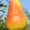 Hruška (Pyrus communis) HARROW SWEET®