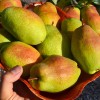 Hruška (Pyrus communis) KIRGIZSKAJA ZIMNAJA