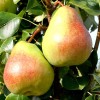 Columnar Pear (Pyrus communis) OBELISK