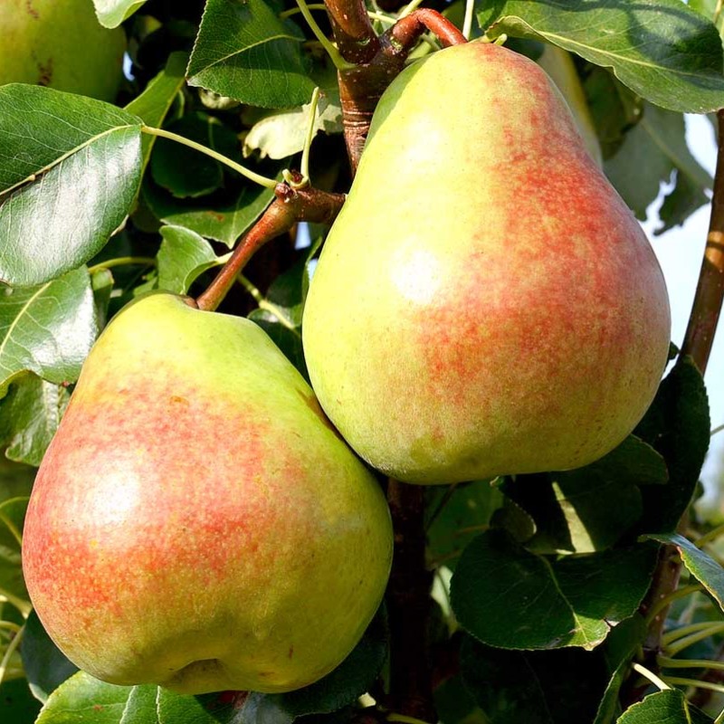 Columnar Pear (Pyrus communis) OBELISK