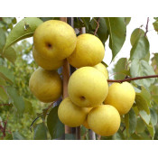 Nashi Pear Trees