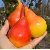 Hruška (Pyrus communis) SAXONIA™ THIMO®