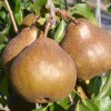 Hruška (Pyrus communis) UTA®