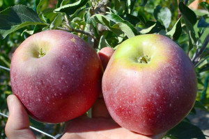 Current breeding of winter resistant apple trees in Russia