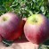 Current breeding of winter resistant apple trees in Russia