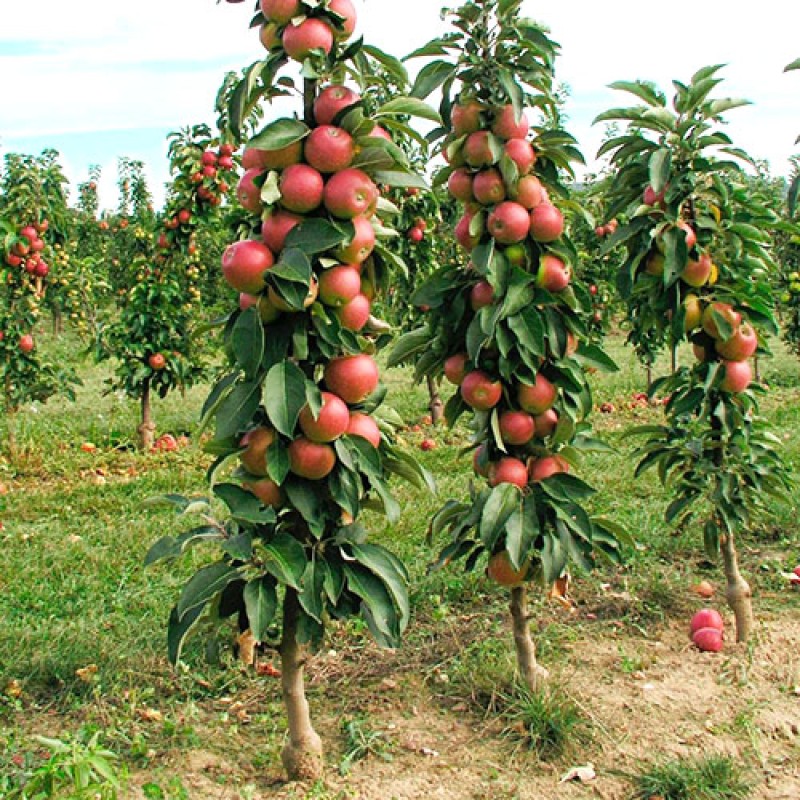 Säulenapfel (Malus domestica) ARKAIM