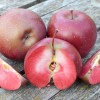 Jabloň (Malus domestica) BAYA® Marisa