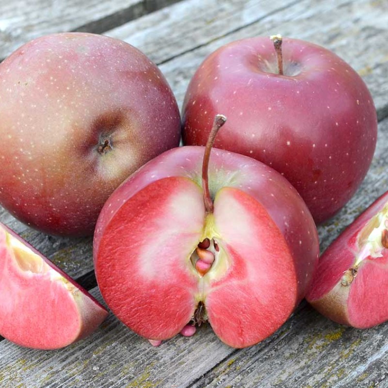Jabloň (Malus domestica) BAYA® Marisa