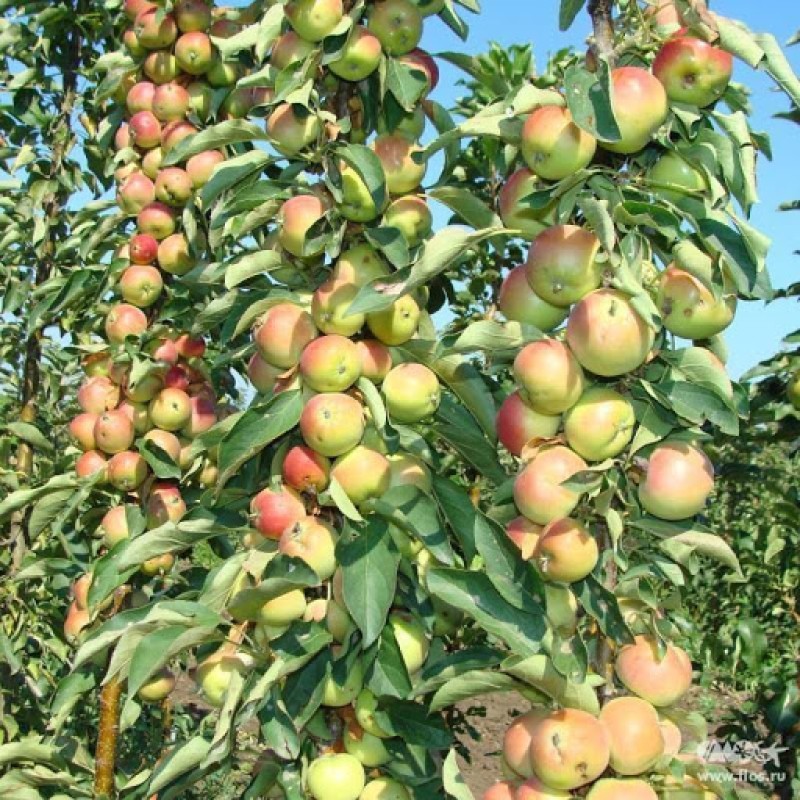 Säulenapfel (Malus domestica) GIRLANDA