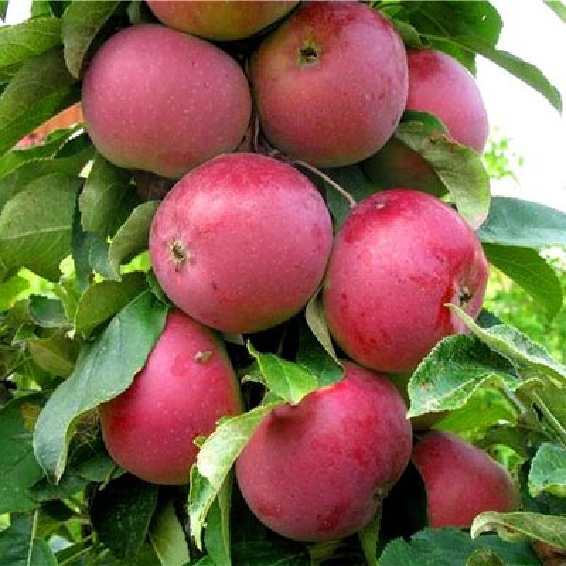 Säulenapfel (Malus domestica) GOTIKA