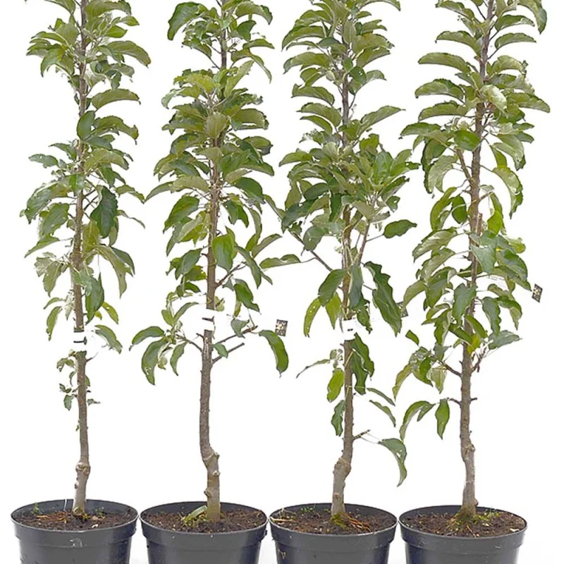 Columnar Apple (Malus domestica) PRIOKSKOYE