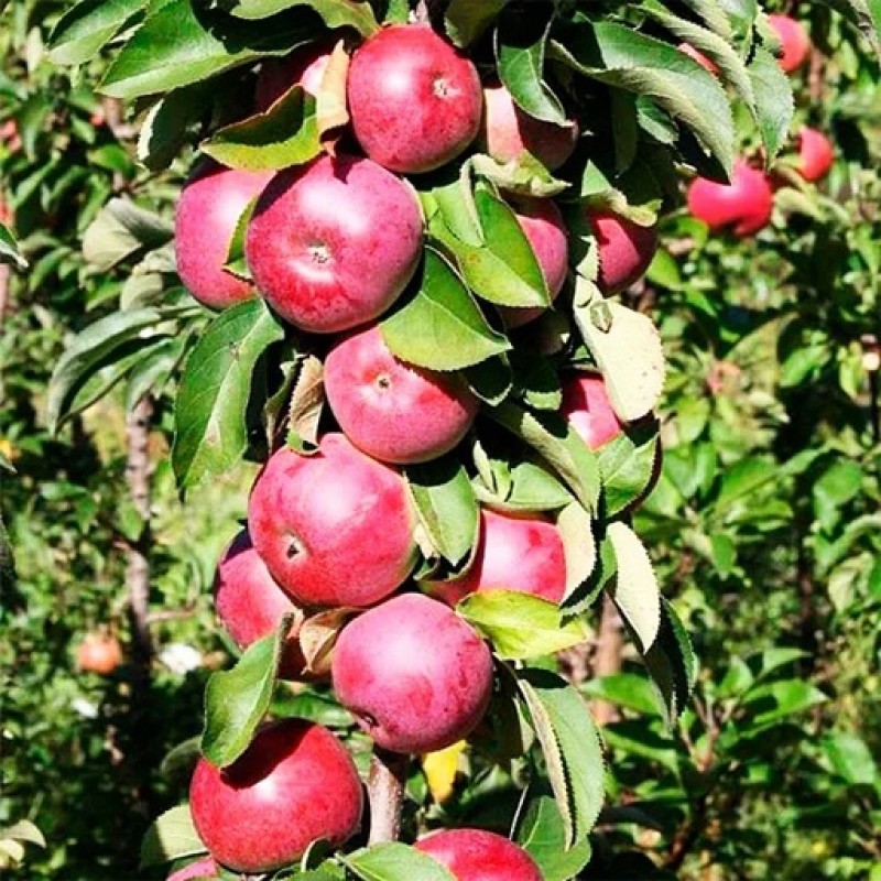 Säulenapfel (Malus domestica) JESENIJA