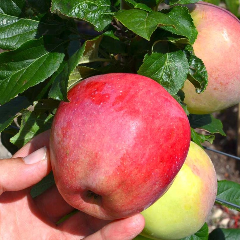 Jabloň (Malus domestica) JUBILEJ MOSKVY