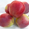 Jabloň (Malus domestica) JUBILEJ MOSKVY