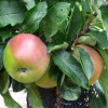 Säulenapfel (Malus domestica) KORALL