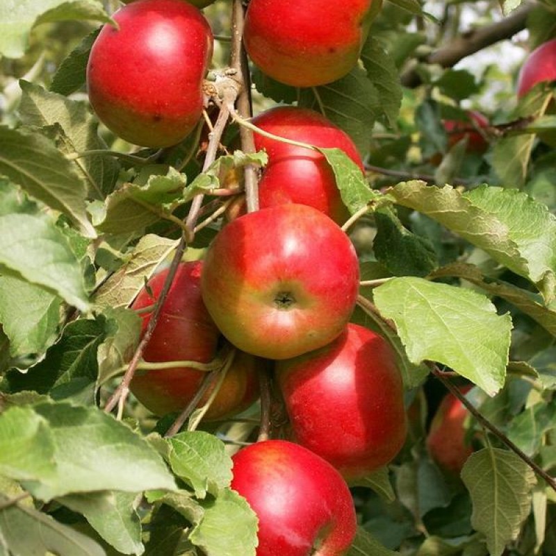 Jabloň stĺpová (Malus domestica) KORNET