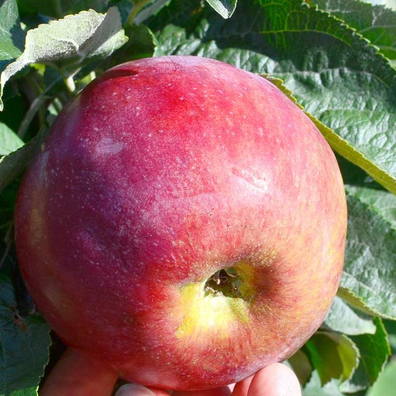Apple (Malus domestica) ORLIK