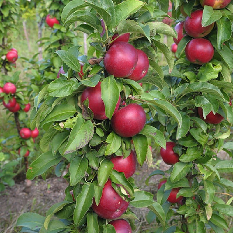 Jabloň stĺpová (Malus domestica) POEZIA
