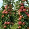 Columnar Apple (Malus domestica) PRIOKSKOYE