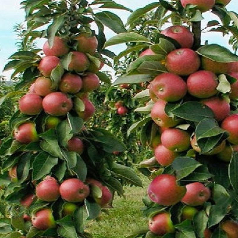 Columnar Apple (Malus domestica) PRIOKSKOYE