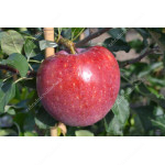 Apfel (Malus domestica) REMO®