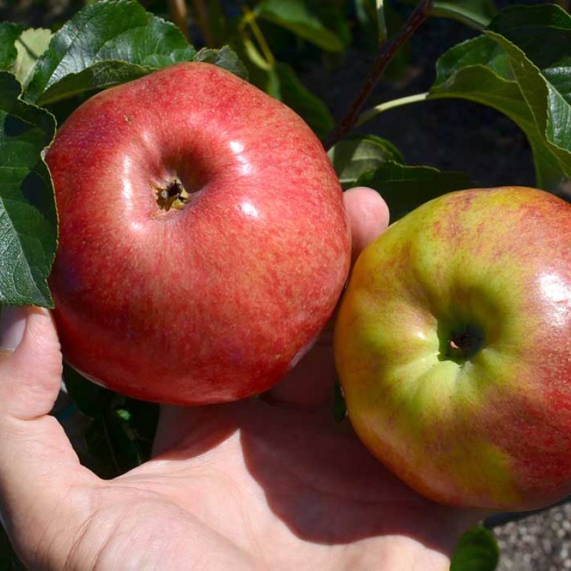 Apfel (Malus domestica) SVJESCHEST