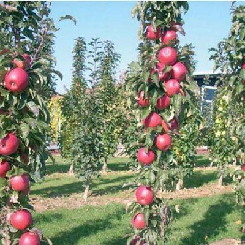 Columnar Apple (Malus domestica) TRIUMF