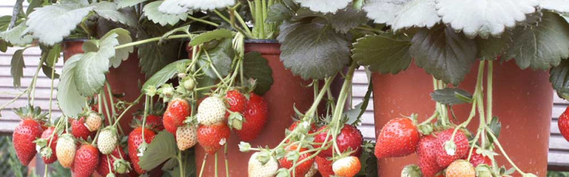 How to Grow Everbearing Strawberries