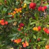 Jahodovec obyčajný (Arbutus unedo) ATLANTIC