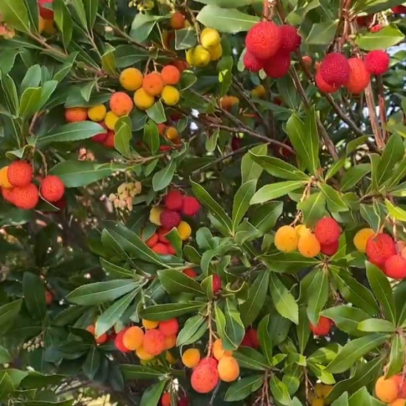 Jahodovec obyčajný (Arbutus unedo) ATLANTIC