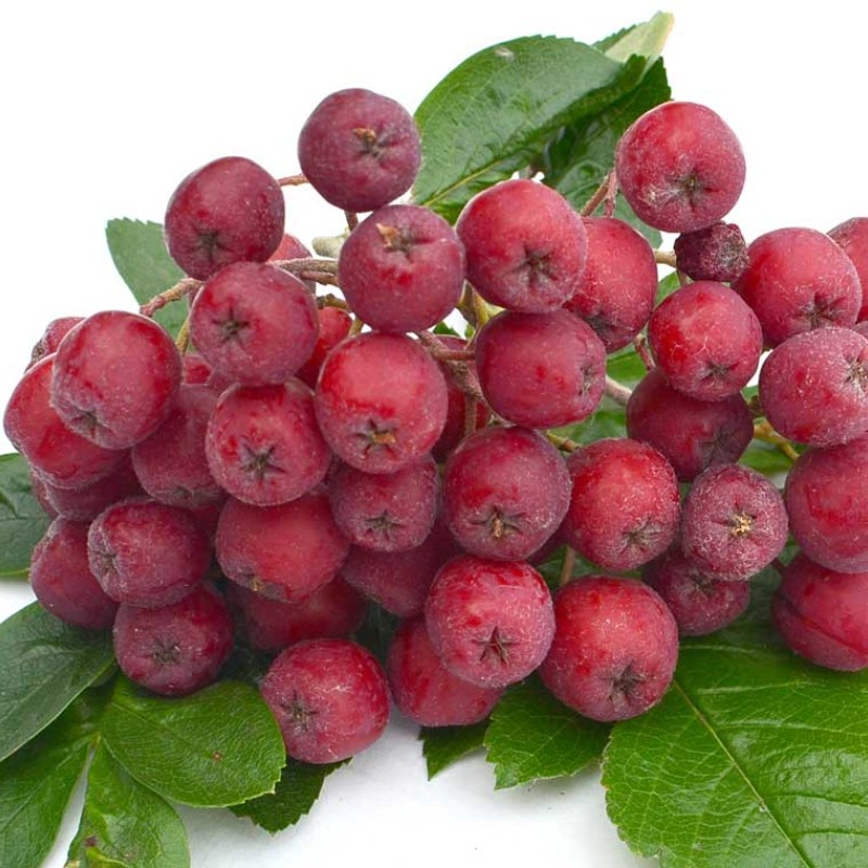 Jarabinohloh (Crataegosorbus miczurinii) GRANATNAJA
