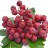 Rowan - Mountain Ash