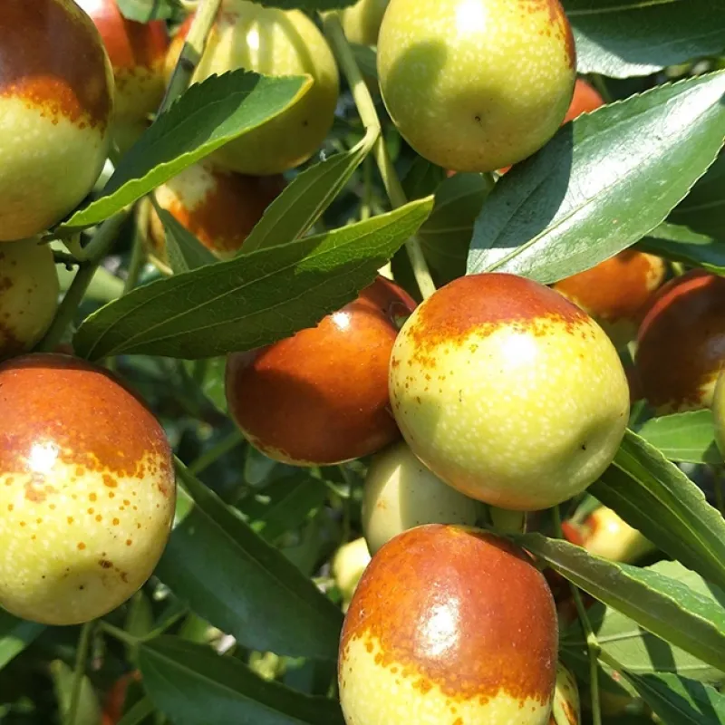 Jujuba - Čínske datle (Ziziphus jujuba) DONG ZAO