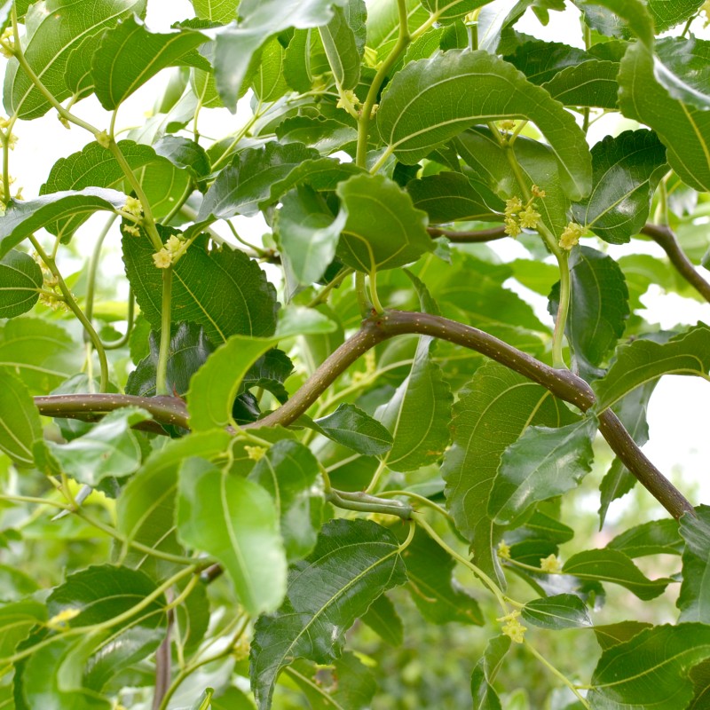 Jujube Tree (Ziziphus jujuba) DRAGON