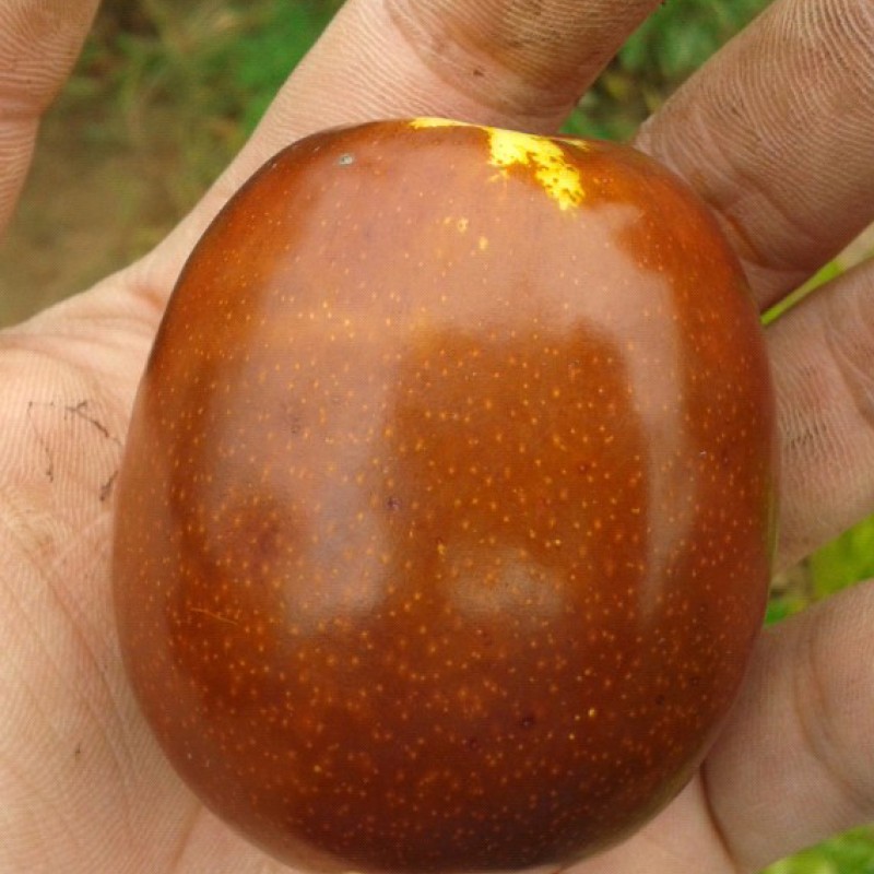 Jujuba - Čínske datle (Ziziphus jujuba) FANG YUAN No.1